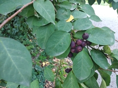Cotoneaster multiflorus