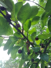 Cotoneaster multiflorus
