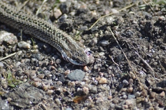 Philodryas psammophidea