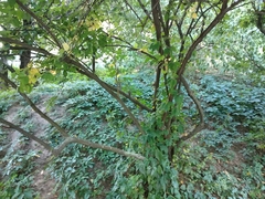Cotoneaster multiflorus