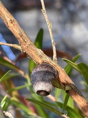 Doratifera vulnerans