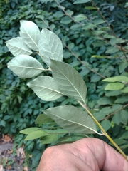 Cotoneaster multiflorus