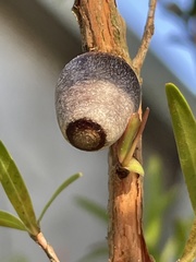 Doratifera vulnerans