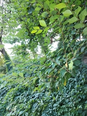 Cotoneaster multiflorus