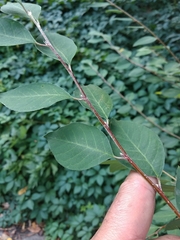 Cotoneaster multiflorus