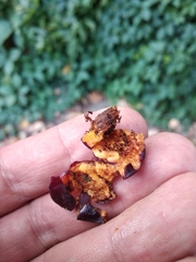 Cotoneaster multiflorus