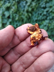 Cotoneaster multiflorus