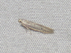 Haplochrois bipunctella