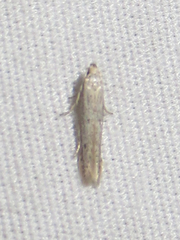 Haplochrois bipunctella