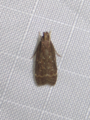 Helcystogramma melantherella