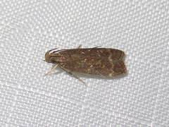 Helcystogramma melantherella