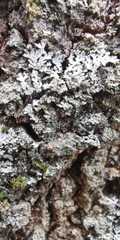 Bacidia rubella