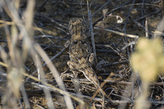 Phrynocephalus guttatus