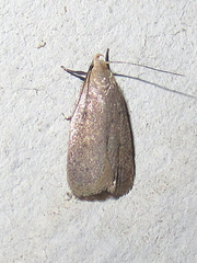 Inga obscuromaculella