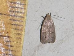 Inga obscuromaculella
