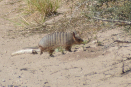 Screaming Hairy Armadillo