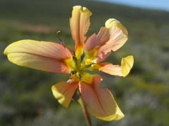 Moraea karroica