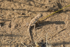 Phrynocephalus guttatus