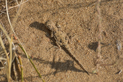 Phrynocephalus guttatus