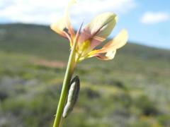 Moraea karroica