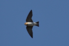 Alopochelidon fucata