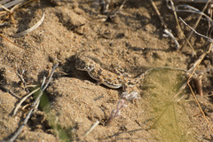 Phrynocephalus guttatus