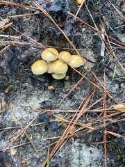 Panaeolus cyanescens