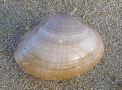 Mactra glabrata