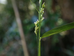 Panicum mitopus