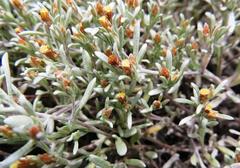 Helichrysum cochleariforme