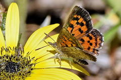 Chrysoritis zonarius zonarius
