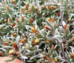 Helichrysum cochleariforme