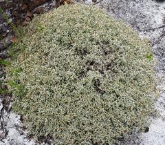 Helichrysum cochleariforme