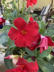 Mandevilla sanderi