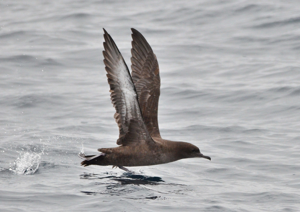 sooty shearwater