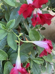 Mandevilla sanderi
