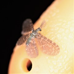 Dilaridae