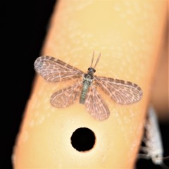 Dilaridae