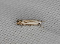 Polyhymno luteostrigella