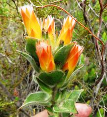 Mimetes capitulatus