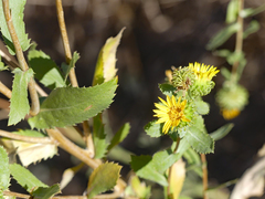 Grindelia subalpina