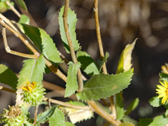 Grindelia subalpina