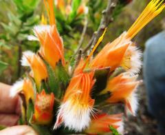 Mimetes capitulatus