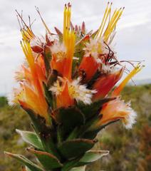 Mimetes capitulatus