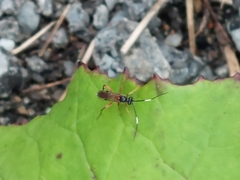 Linycus exhortator thoracicus