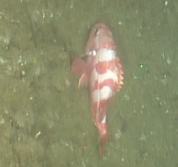 Redbanded rockfish - Wikipedia