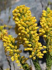 Erica parilis parilis
