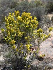 Erica parilis parilis