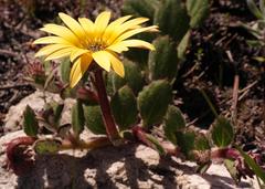 Arctotis angustifolia