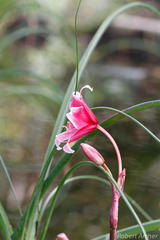 Crinum campanulatum